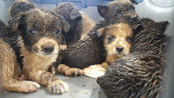 Poor Puppies covered in poo, rescue case for Christine Lynne Burke Photography