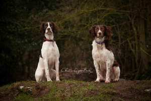 Winter portrait session with resuce spaniels Poppy and Bosque by dog photographer Christine Burke